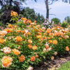 David Austin® Lady of Shalott™ Rose Shrub