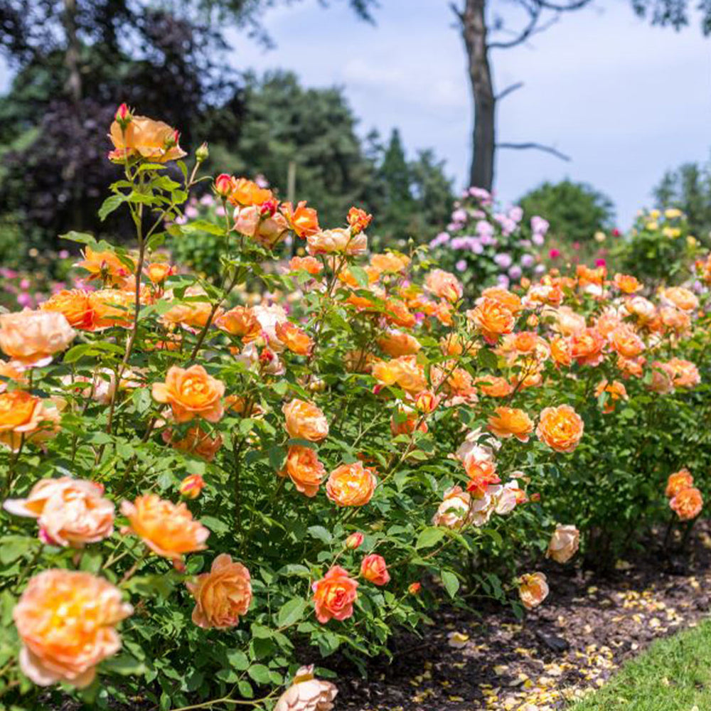David Austin® Lady of Shalott™ Rose Shrub