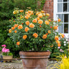 David Austin® Lady of Shalott™ Rose Shrub