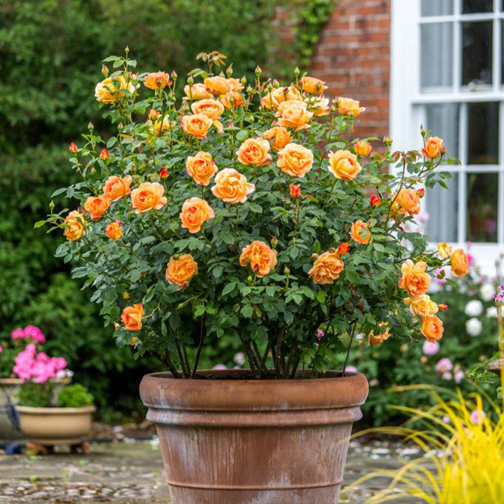 David Austin® Lady of Shalott™ Rose Shrub
