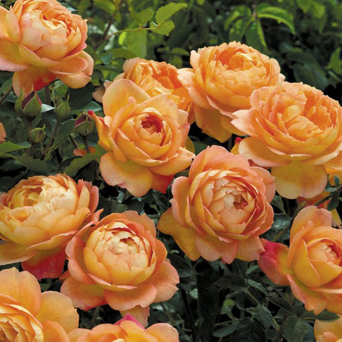 David Austin® Lady of Shalott™ Rose Shrub