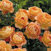 David Austin® Lady of Shalott™ Rose Shrub
