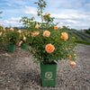 David Austin® Lady of Shalott™ Rose Shrub