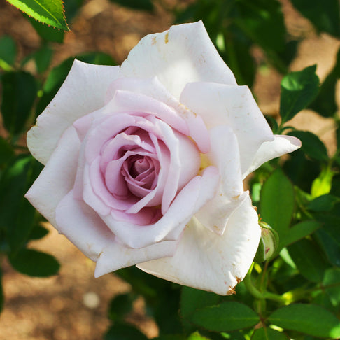 Lagerfeld Rose Bush