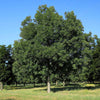 Lakota Pecan Tree