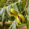 Lakota Pecan Tree