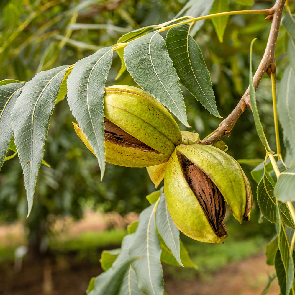 Lakota Pecan Tree