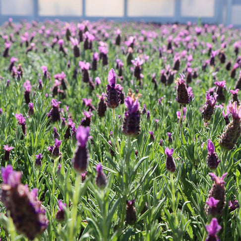 Anouk Dark Purple Lavender Plant
