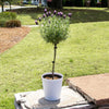 Lavender Standard Topiary Tree