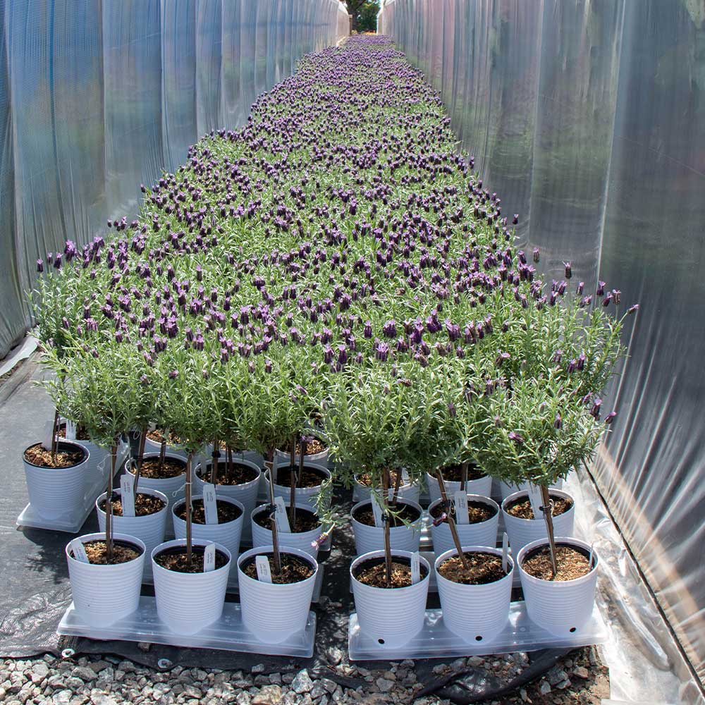 Lavender Standard Topiary Tree