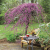 Lavender Twist® Weeping Redbud Tree