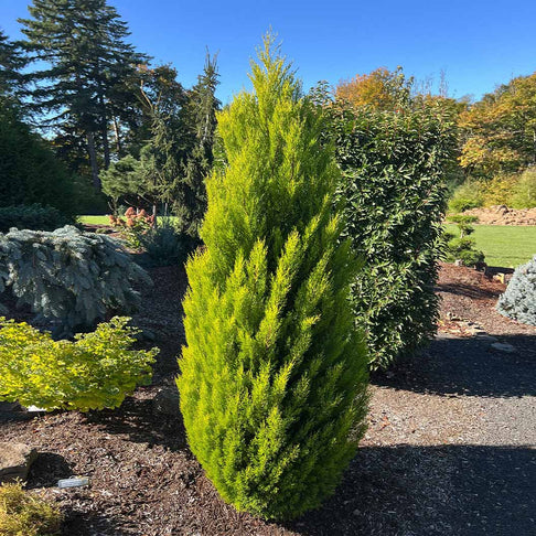 Lemon Cypress