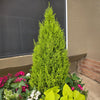 Lemon Cypress