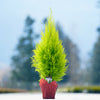 Tabletop Dwarf Lemon Cypress