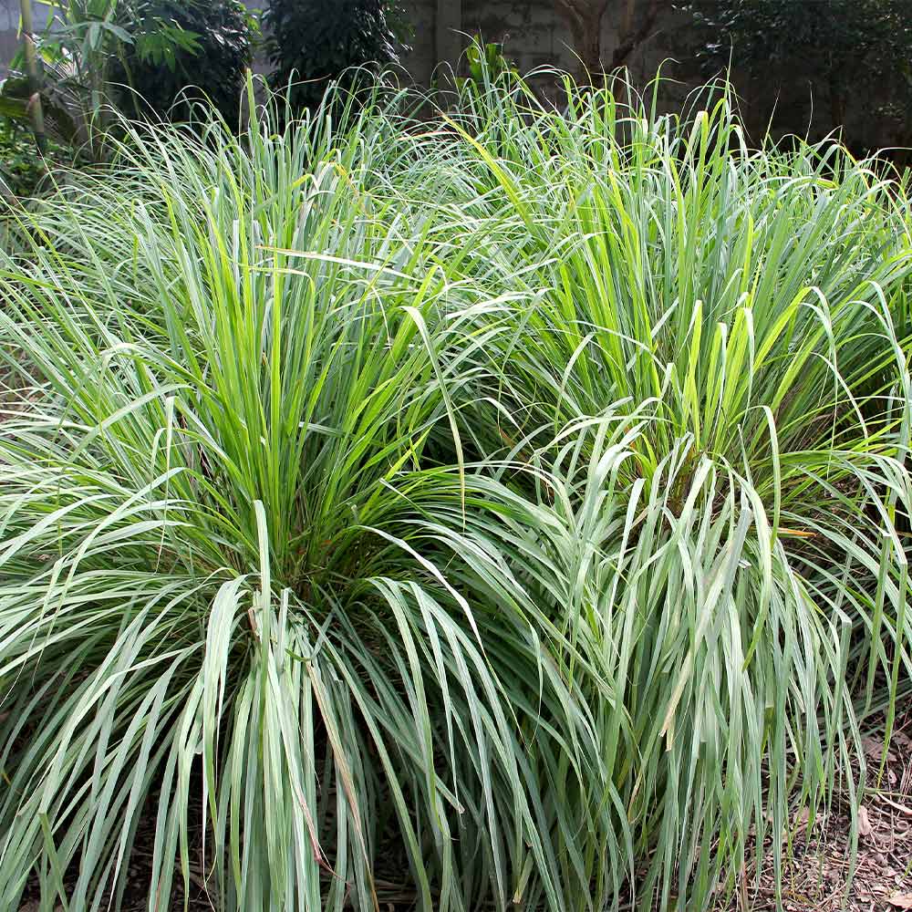 Lemongrass - USDA Organic