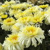 Real Charmer REALFLOR® Shasta Daisy Plant