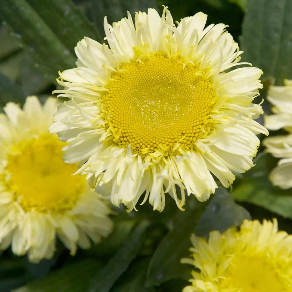 Real Charmer REALFLOR® Shasta Daisy Plant