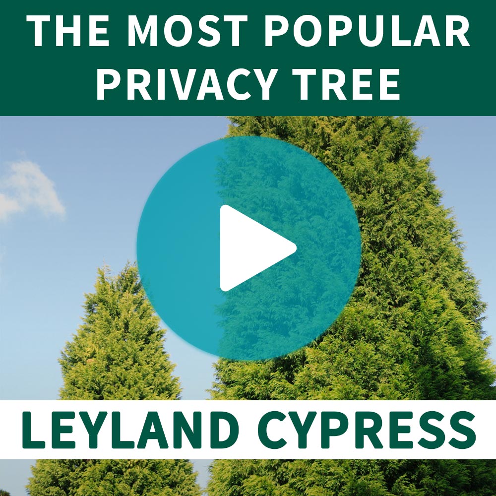 Leyland Cypress Tree