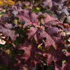 Lil' Annie Oakleaf Hydrangea Shrub