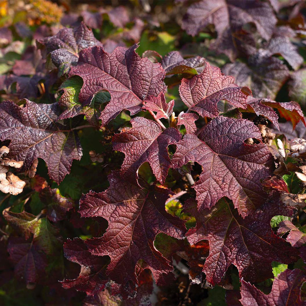 Lil' Annie Oakleaf Hydrangea Shrub
