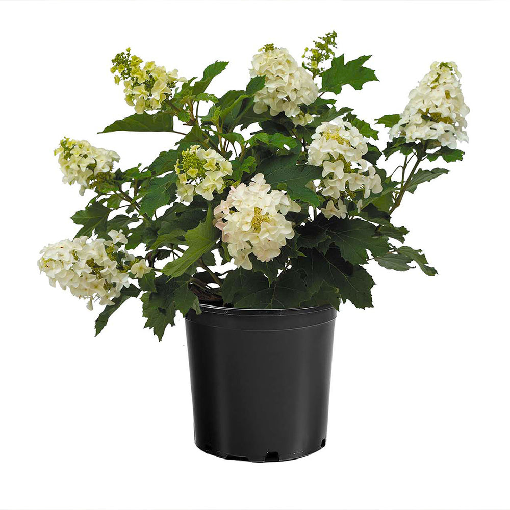 Lil' Annie Oakleaf Hydrangea Shrub