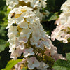 Lil' Annie Oakleaf Hydrangea Shrub
