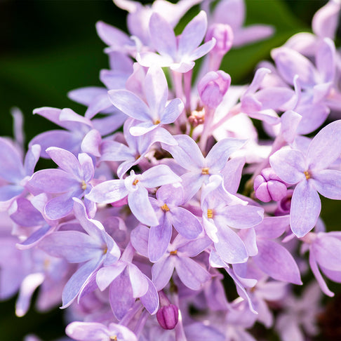 New Age™ Lavender Syringa Shrub