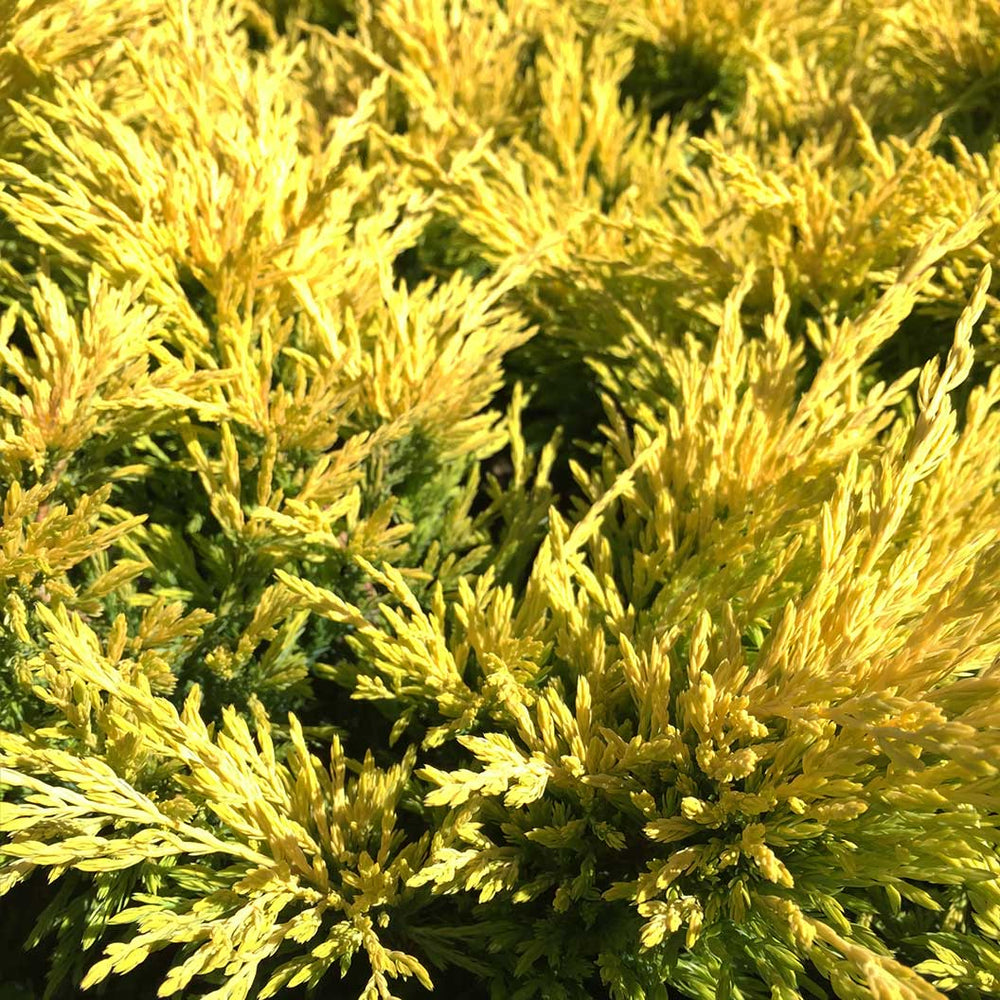 Lime Glow Juniper Shrub