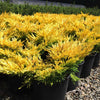 Lime Glow Juniper Shrub