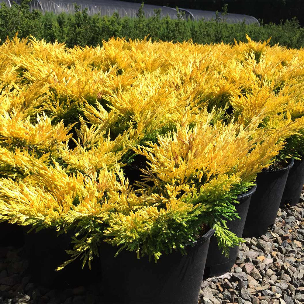 Lime Glow Juniper Shrub