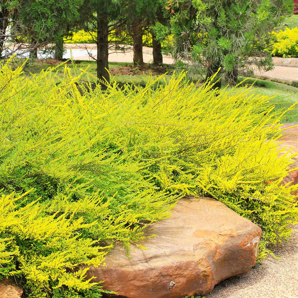 Lime Glow Juniper Shrub