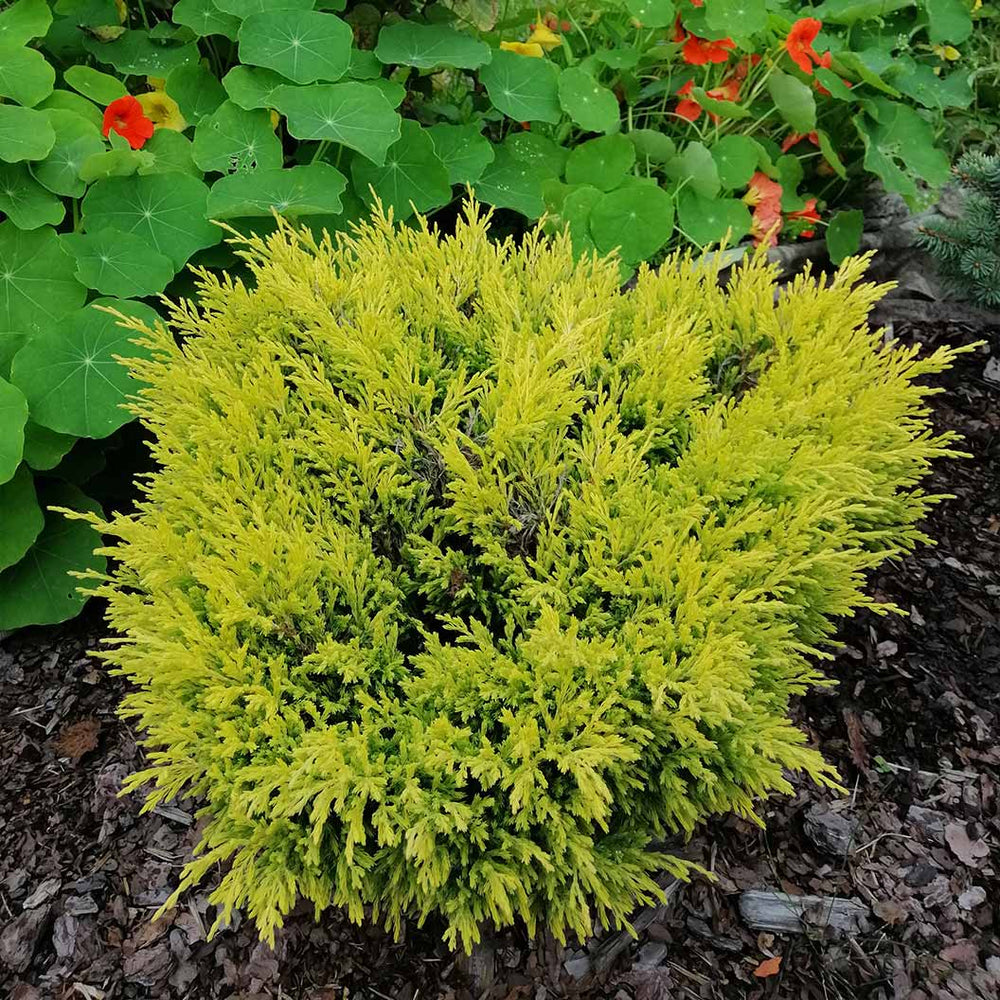 Lime Glow Juniper Shrub