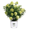 Limelight Hydrangea Shrub