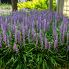 Royal Purple Liriope