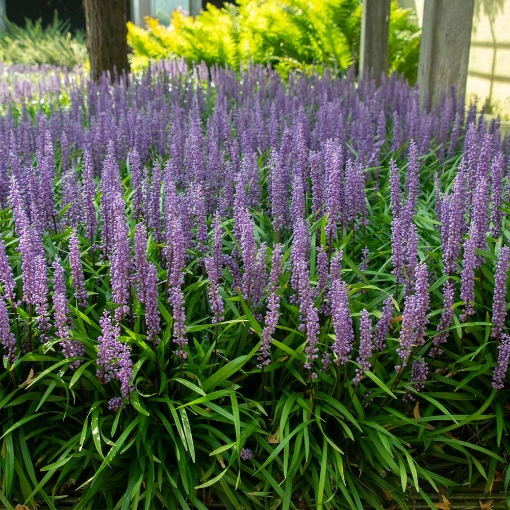 Royal Purple Liriope