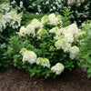 Little Lime Punch® Panicle Hydrangea