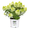 Little Lime Punch® Panicle Hydrangea