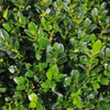 Little Missy Boxwood Shrub