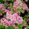 Little Princess Spiraea