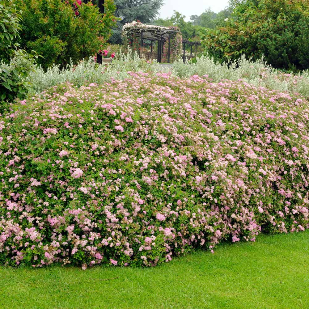 Little Princess Spiraea