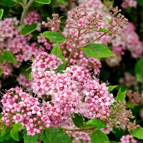 Little Princess Spiraea Shrub