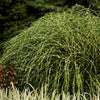 Little Zebra Miscanthus Maiden Grass