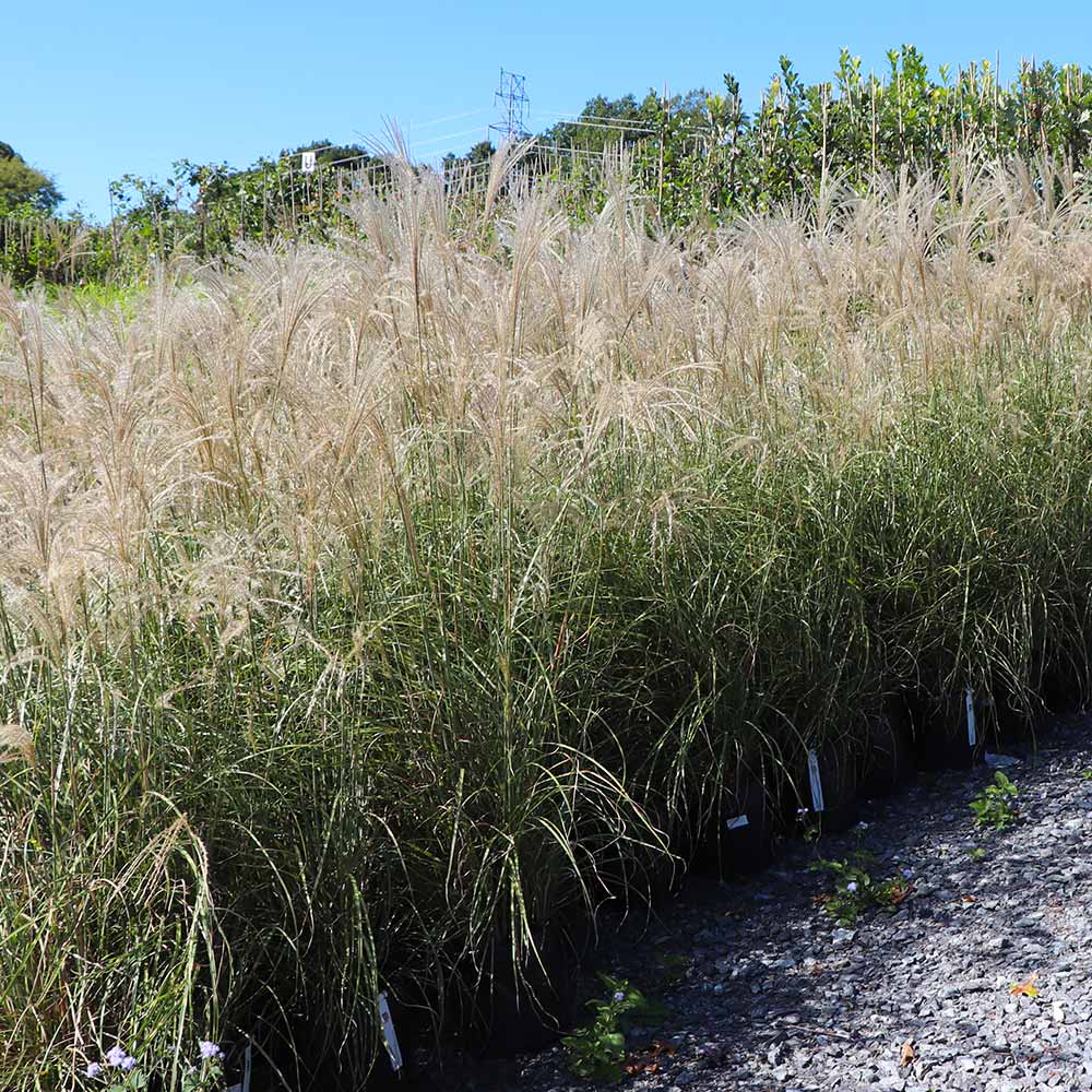 Little Zebra Miscanthus Maiden Grass