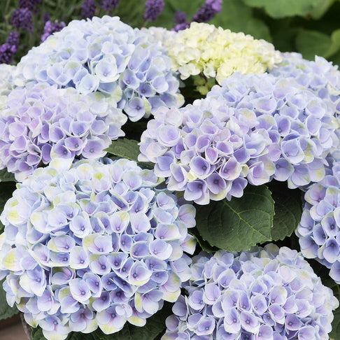 Hydrangea Magical® Elizabeth Ashley Blue Shrub