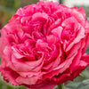 Loves Me, Loves Me Not™ Rose Shrub in Fiber Pot