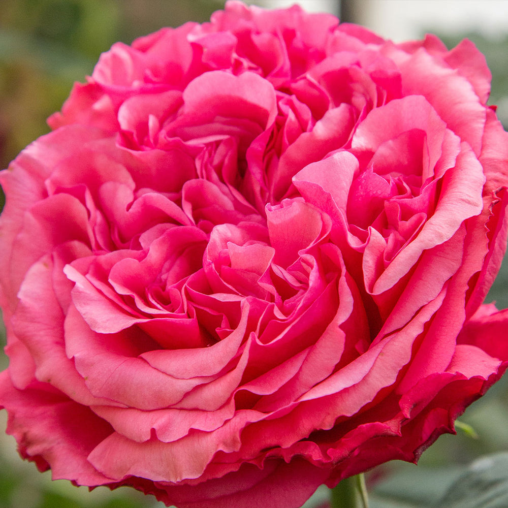 Bloomables® Loves Me, Loves Me Not™ Rose Shrub