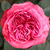 Loves Me, Loves Me Not™ Rose Shrub in Fiber Pot