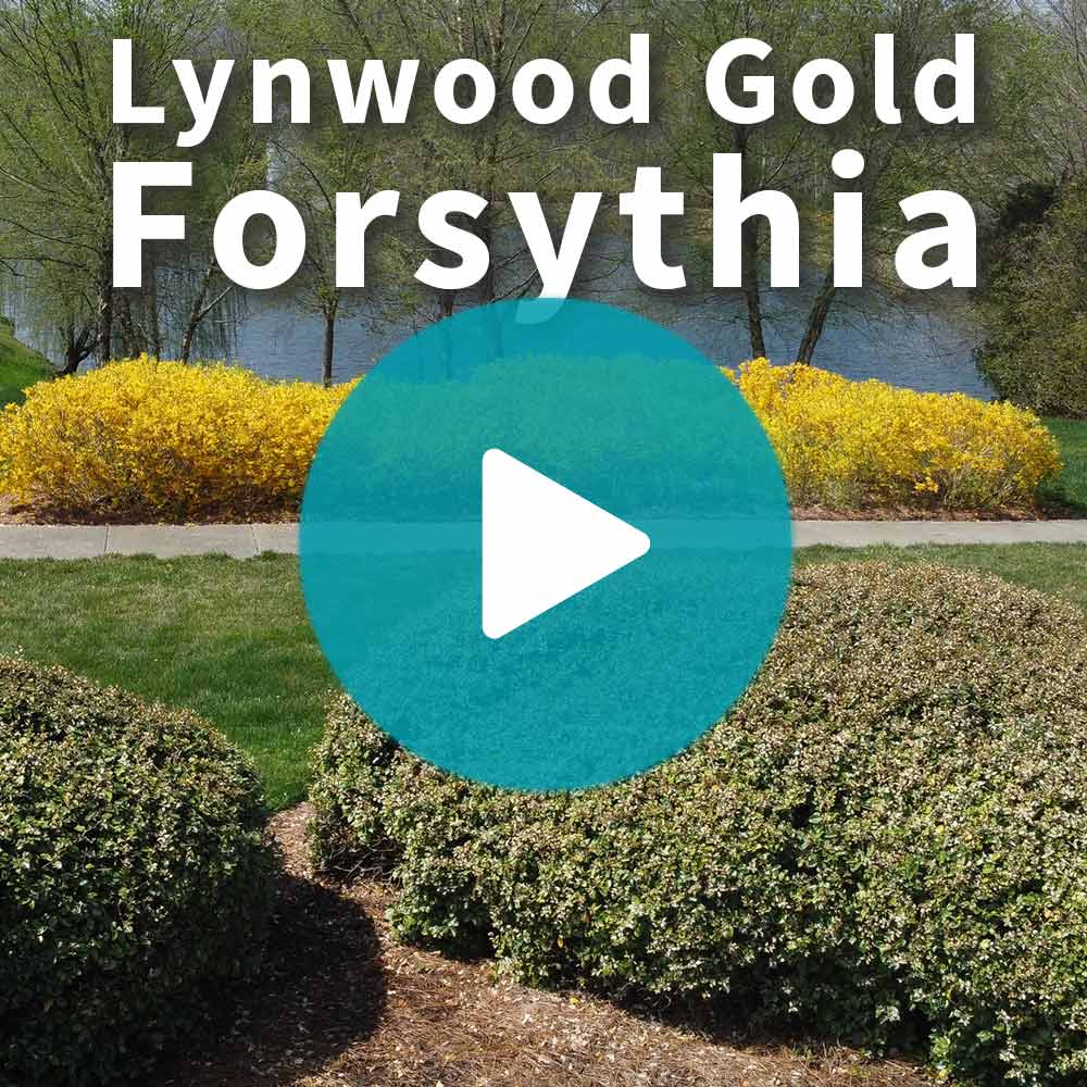 Lynwood Gold Forsythia Shrub