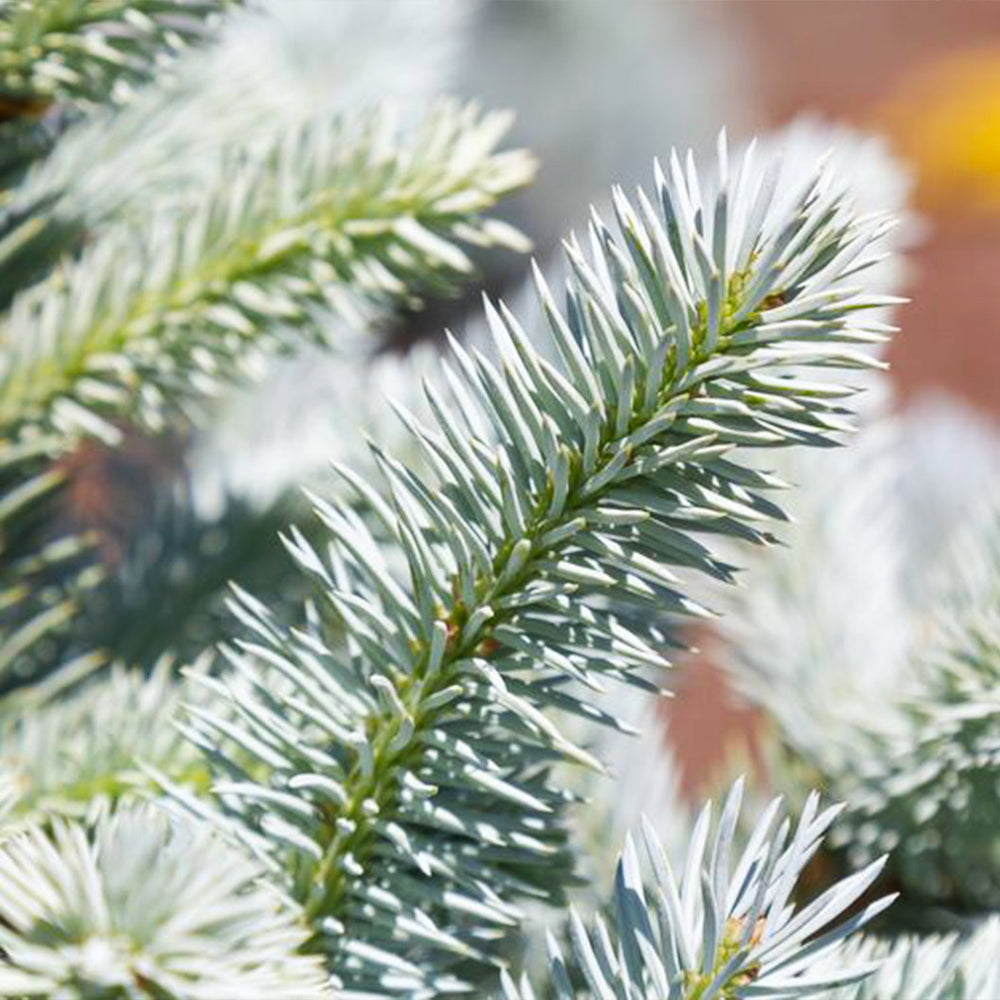 Monty® Blue Spruce Tree
