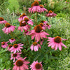 'Magnus' Coneflower (Echinacea)